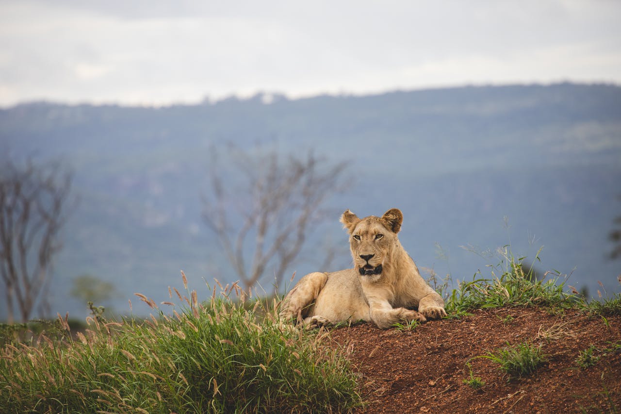 Home A majestic lioness lounging in the South African wild's natural habitat.