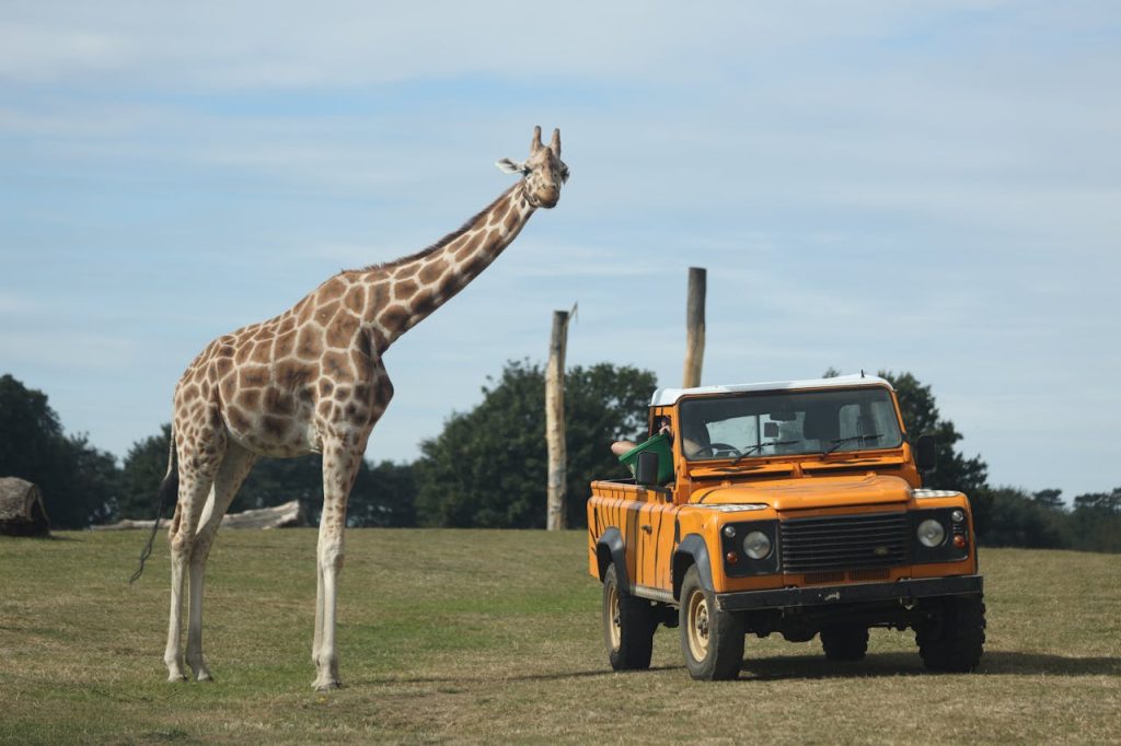 A giraffe stands near a safari truck on a sunny day in the wild.