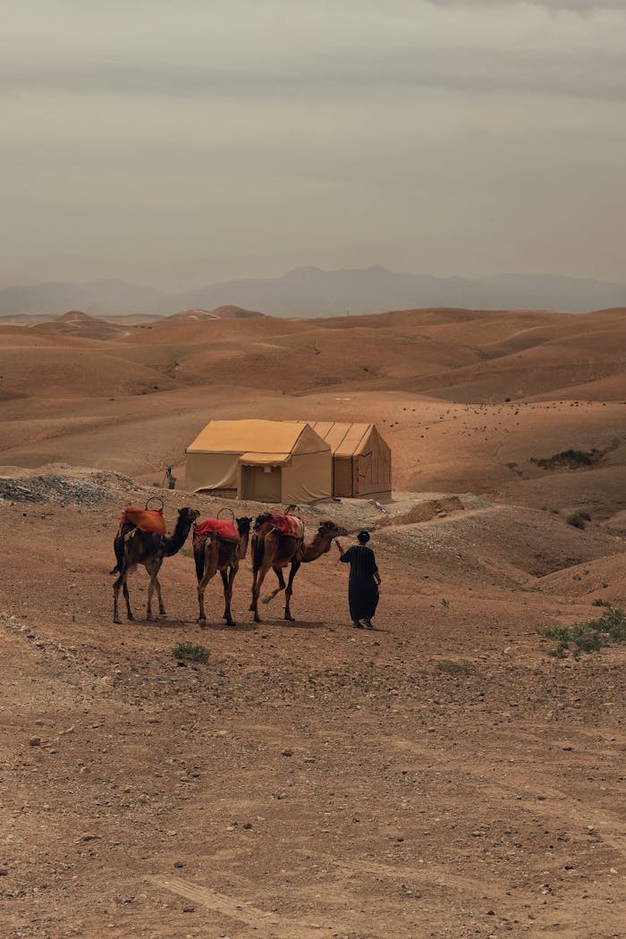 A person with camels walks through a barren desert with tents in the background under an overcast sky.
