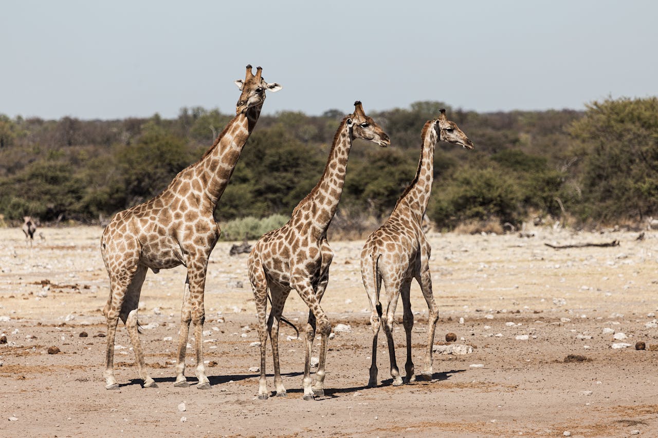 Home Three giraffes roam the sunlit savanna in Namibia, showcasing wildlife beauty.