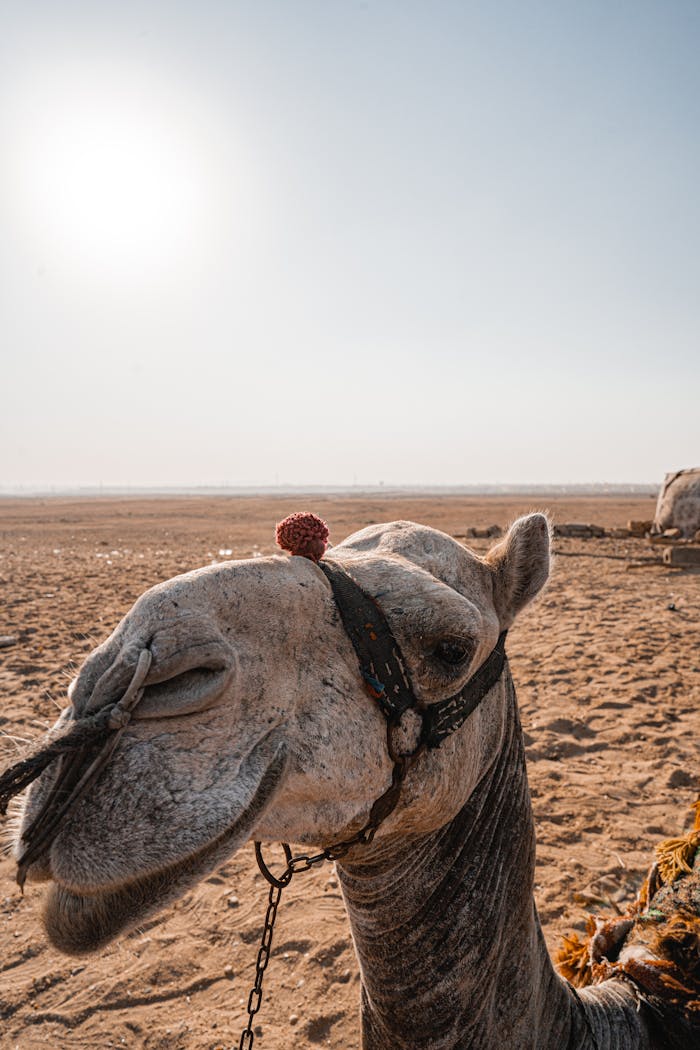 Home A camel with a decorative headpiece in the sunlit Giza desert landscape.