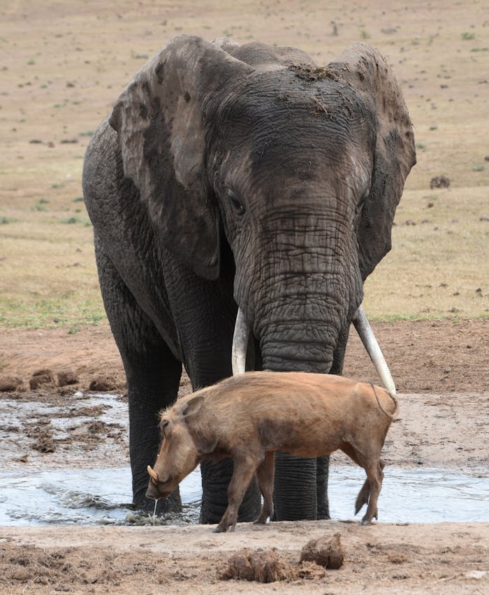 An African elephant and a warthog share a waterhole in the South African savanna, captured in a wildlife scene.